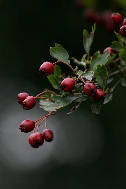 Hawthorn - Crataegus monogyna - Spagyric Tincture – Heart & Circulation Support | CPHON