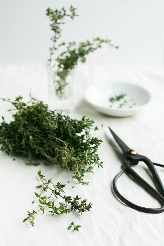 Thyme - Thymus vulgaris - Spagyric Tincture – Respiratory & Digestive Support | CPHON