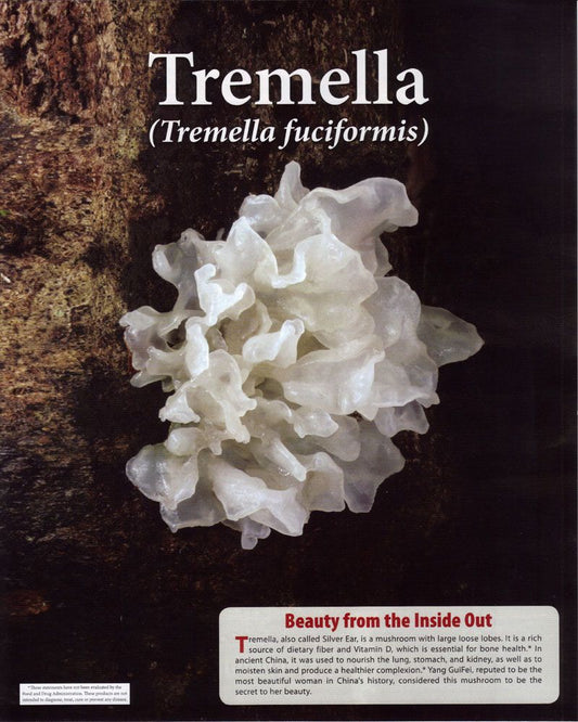 Tremella Mushroom Tinctures – Hormonale balans | CPHON