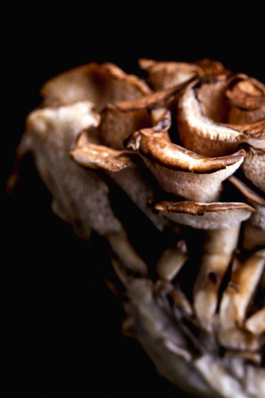 Maitake Mushroom Tinctures – Hormonale balans | CPHON