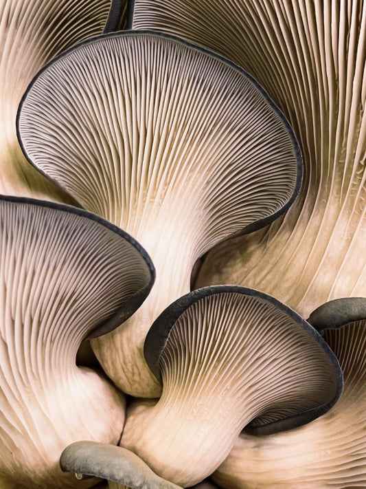 Chaga Mushroom Tinctures – Hormonale balans | CPHON