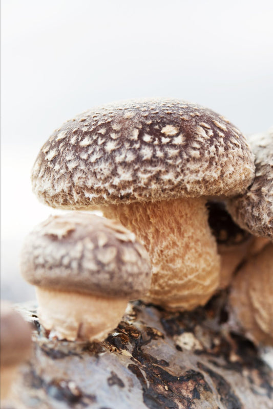 Shiitake Mushroom Tinctures – Hormonale balans | CPHON