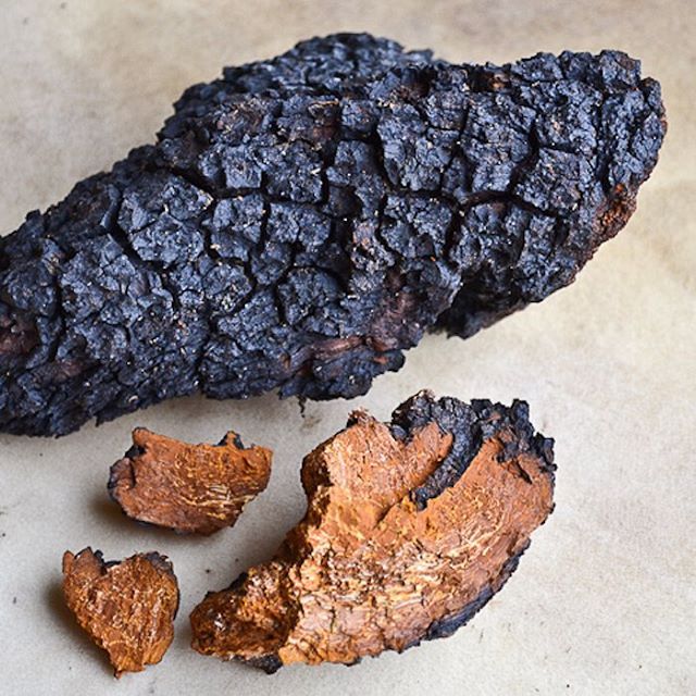 Chaga Spagyric Tincture – Antioxidant Defense & Deep Vitality | CPHON