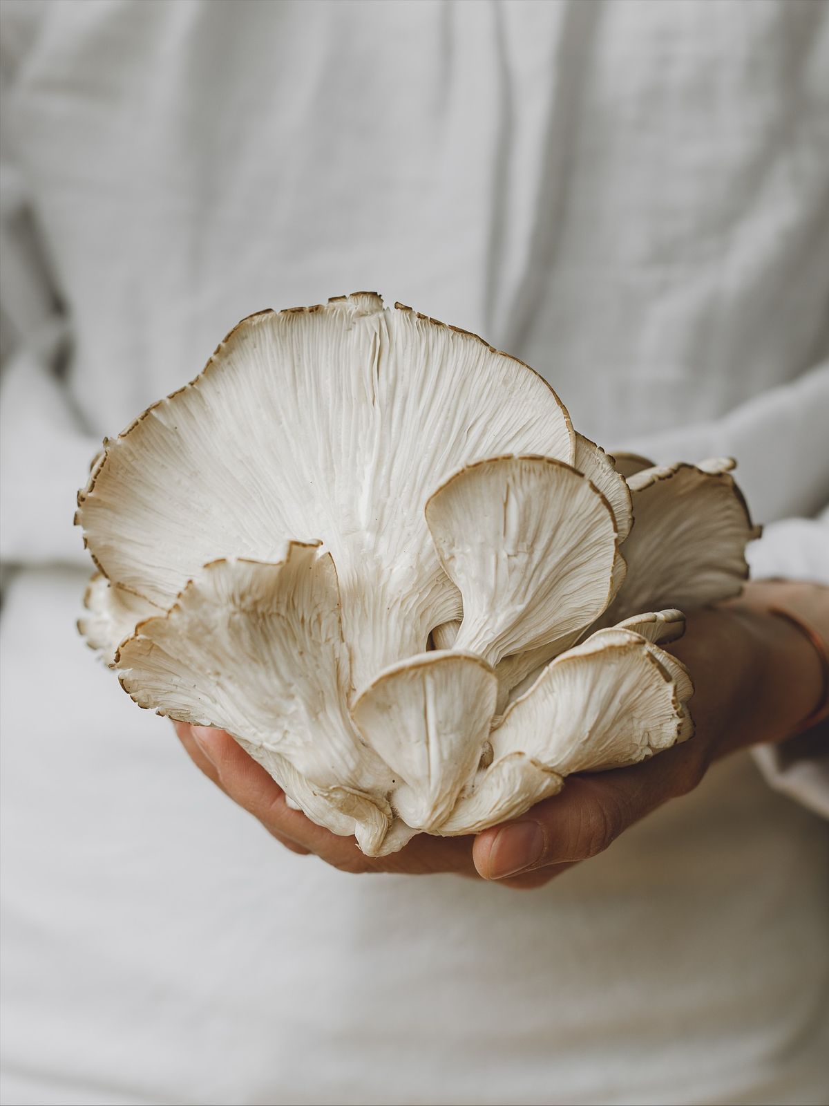 Maitake Spagyric Tincture – Immune Harmony & Metabolic Support | CPHON