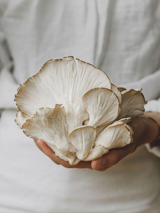 Maitake Spagyric Tincture – Immune Harmony & Metabolic Support | CPHON