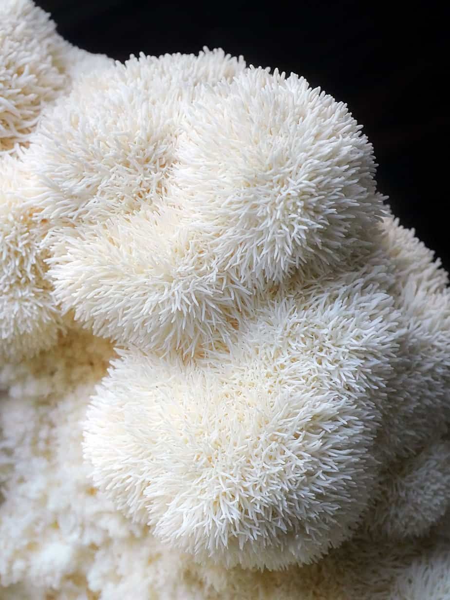 Hericium Mushroom Tinctures – Hormonale balans | CPHON