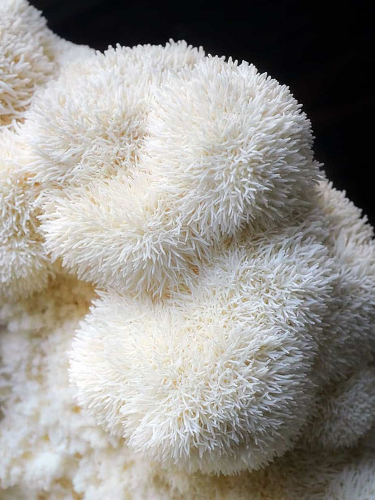 Hericium Mushroom Tinctures – Hormonale balans | CPHON