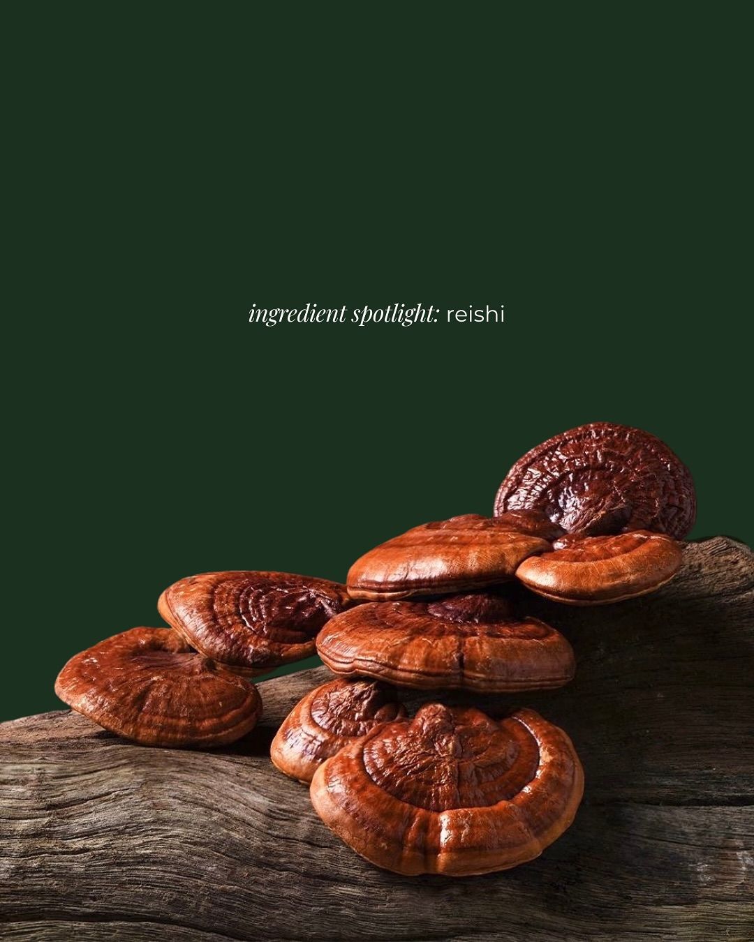 Reishi Mushroom Tinctures – Hormonale balans | CPHON