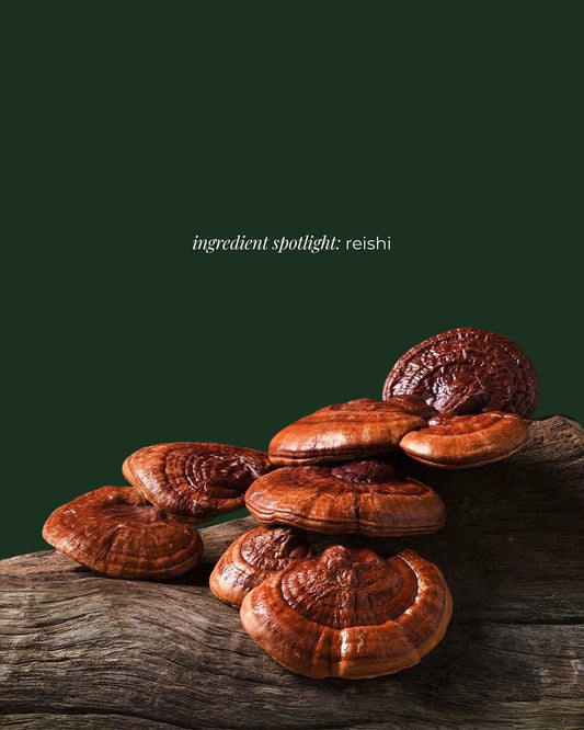 Reishi Mushroom Tinctures – Hormonale balans | CPHON