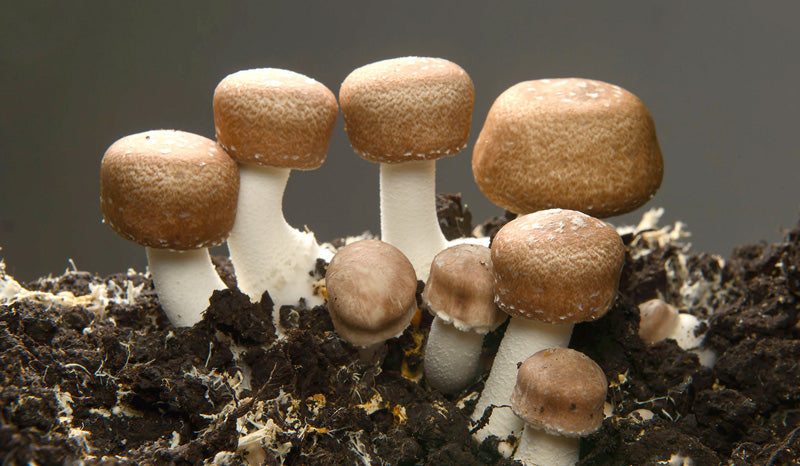 Agaricus Blazei Spagyric Tincture – Immune Support & Vital Vitality | CPHON