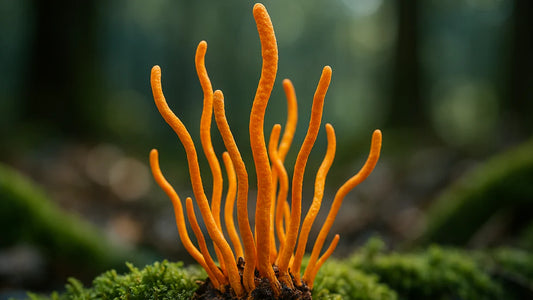 Cordyceps Sinensis Spagyric Tincture – Energy, Lung Support & Vitality | CPHON