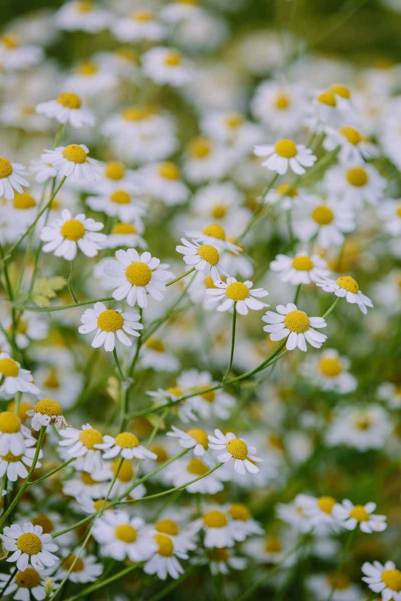 Feverfew (Tanacetum parthenium) fresh herb